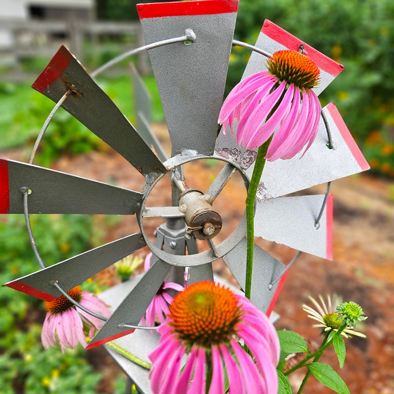 Cosmos growing around a small windmill - July 2025 Homesteading Update