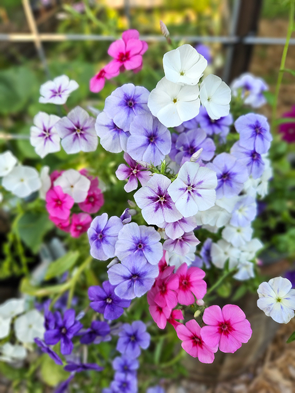Purple, pink, and white phlox blooms
