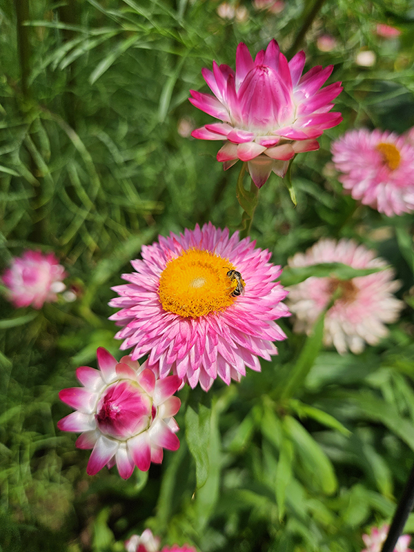 A sweat bee on a pink bloom - July 2025 Homesteading Update