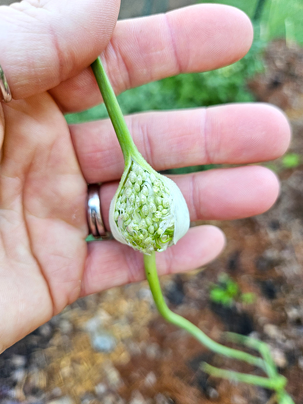 A garlic flower/seed head