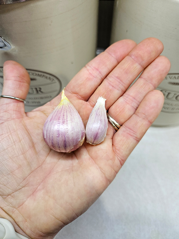 Garlic clove comparison - July 2025 Homesteading Update