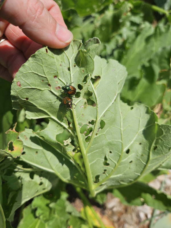 Japanese beetles on a chewed up rhubarb leaf