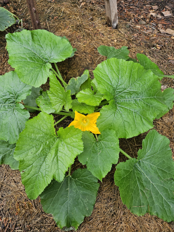 Grass clippings around a blooming zucchini plant