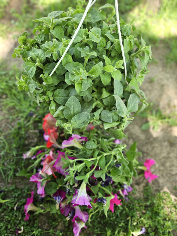 A newly pruned petunia with no more blooms - Zone 5 June Gardening