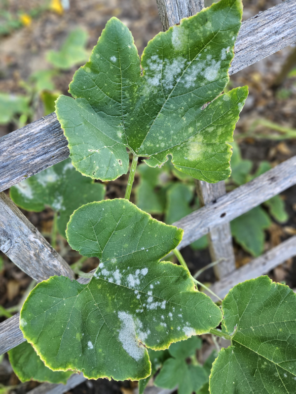 Powdery mildew on a cucumber plant - Common June Gardening Issues