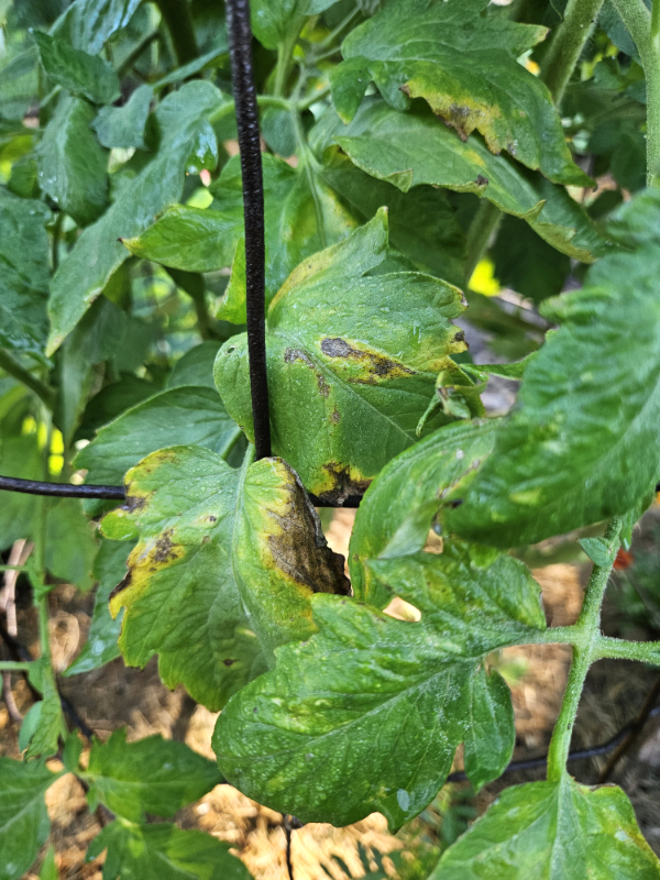 early blight on tomato leaves - Common June Gardening Issues