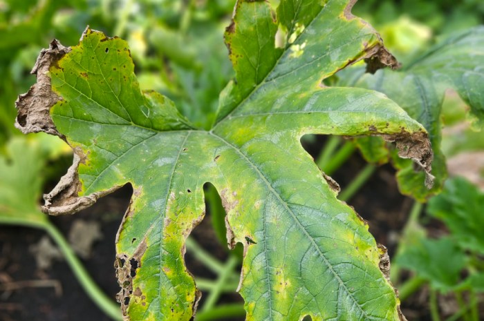 Common June Gardening Issues To Watch Out For In The Midwest