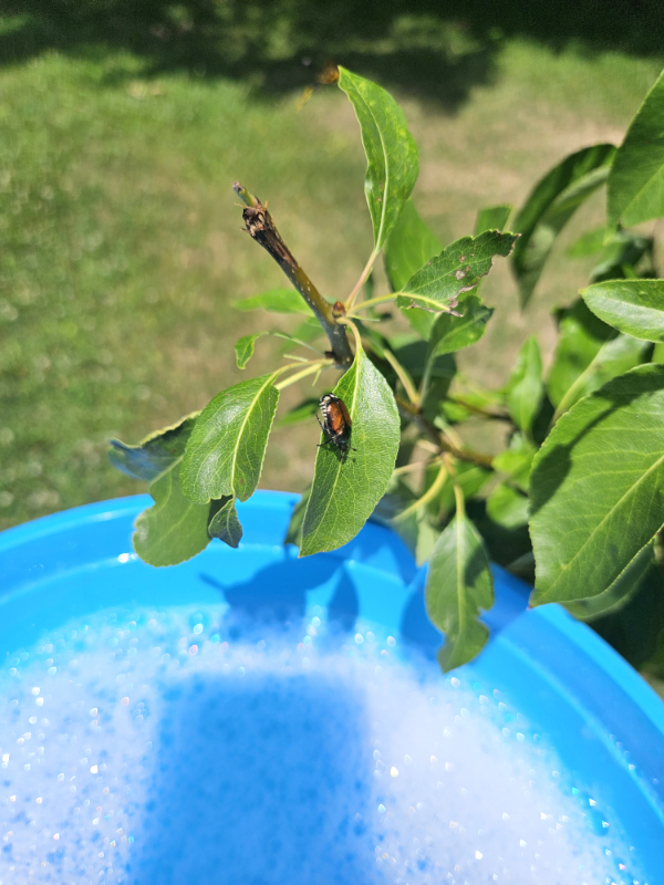 A blue bowl of soapy water and a Japanese beetle nearby - Common June Gardening Issues