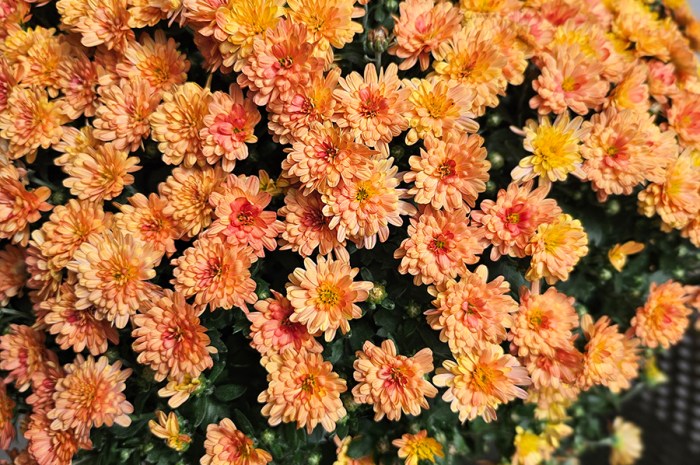 Keeping Mums Alive – 5 Tips To Keep Mums Blooming All Fall Long!