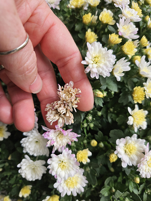 spent mum blooms