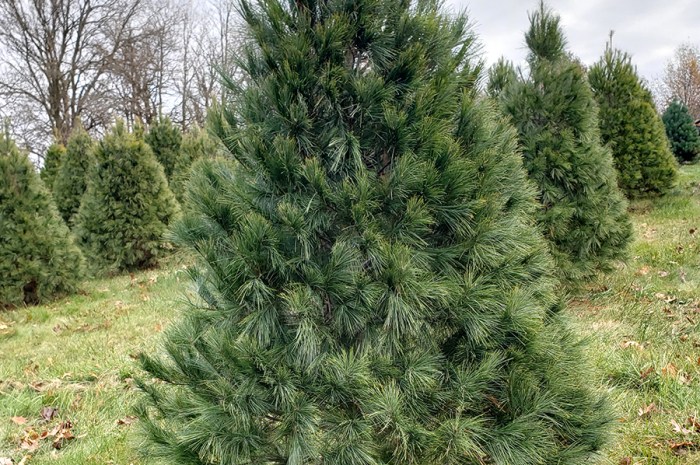 Live Christmas Trees – Cutting Down & Caring For A Live Tree