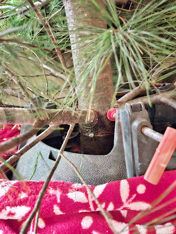 Live christmas tree stand