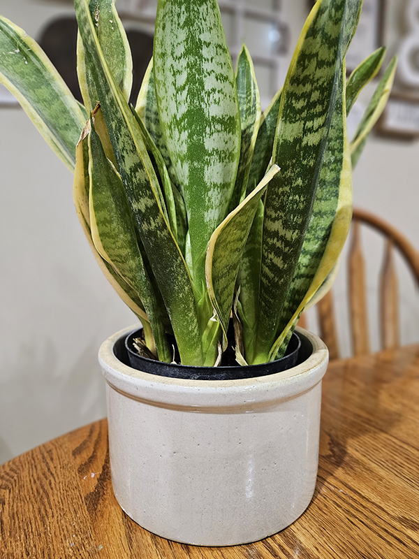 A small snake plant in a small crock - Best Low-Light Houseplants