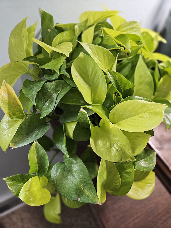 A pothos plant - Best Low-Light Houseplants