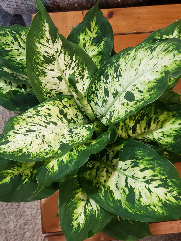 A white and green aglaonema