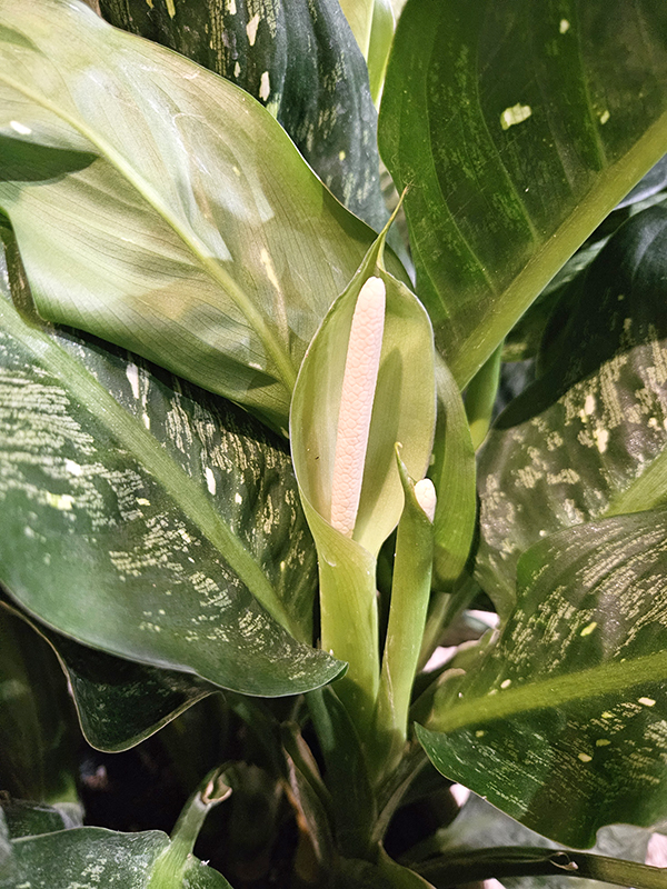 A dieffenbachia bloom - Best Low-Light Houseplants