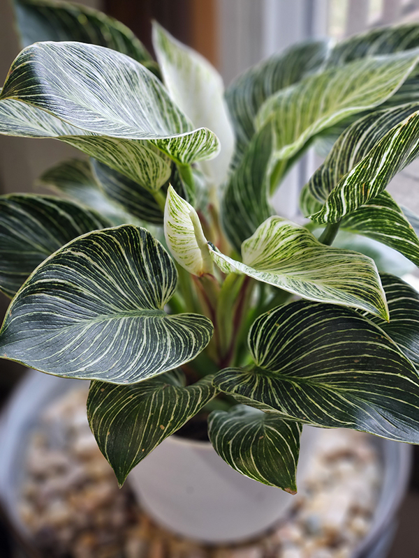 A Philodendron brasil