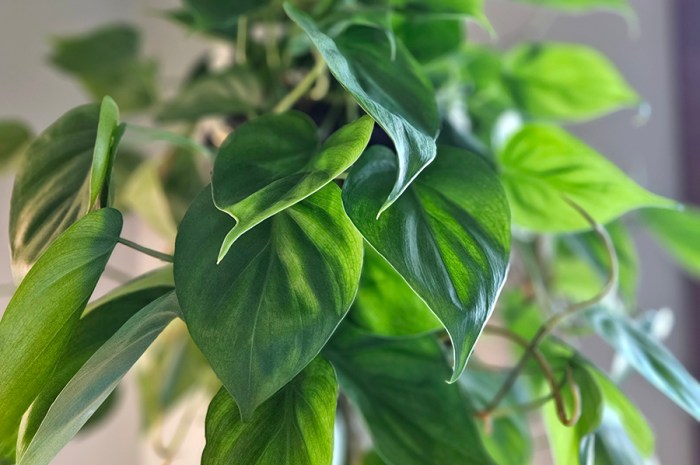 The Best Low-Light Houseplants That Are Great For Beginners