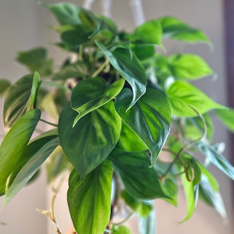 A philodendron up close - Best Low-Light Houseplants