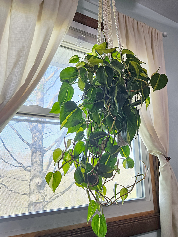 A healthy philodendron by a window with a tree outside