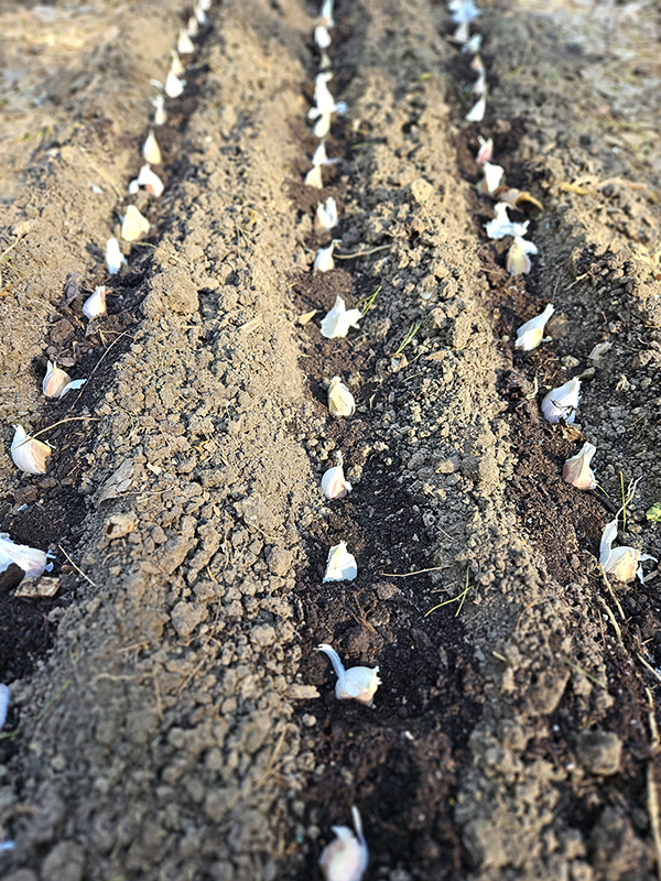 Rows of garlic - Low-Maintenance Gardening
