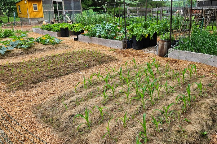The Truth About Low-Maintenance Gardening – Is It Possible?
