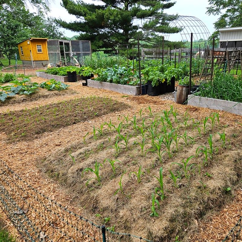 Low-Maintenance Gardening