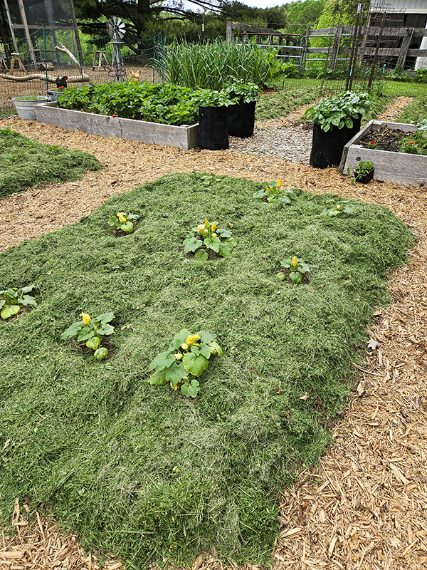 Grass clippings on in-ground raised beds