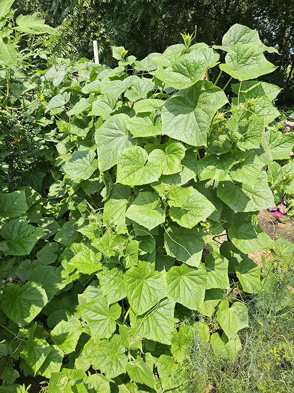 healthy cucumbers without any blooms - Low-Maintenance Gardening