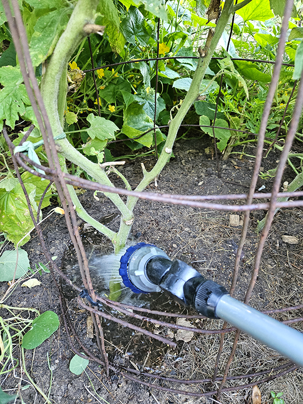 Watering the base of a tomato plant - Low-Maintenance Gardening