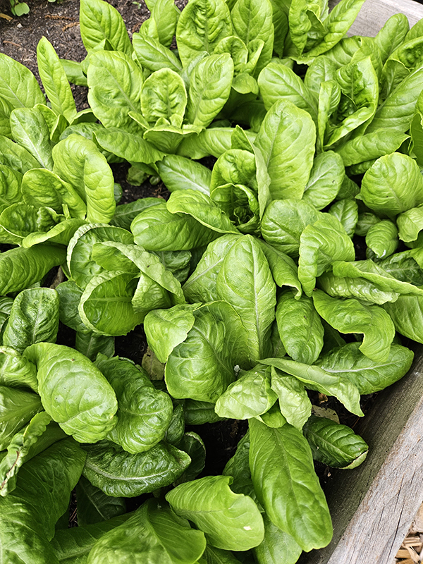 Lettuces growing in a raised bed