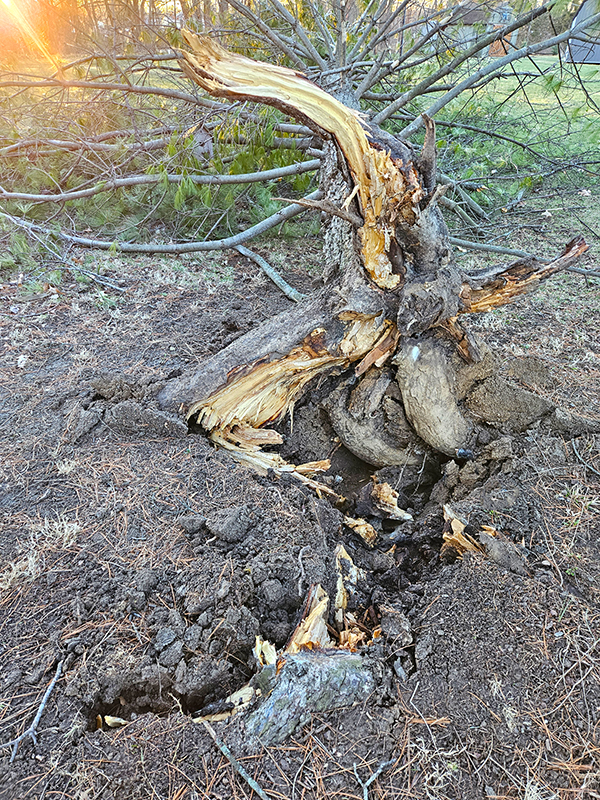 March 2025 Homesteading Update - pine tree roots