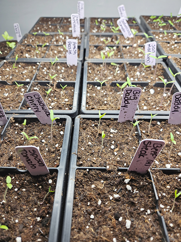 Germinate Seeds - March 2025 Homesteading Update