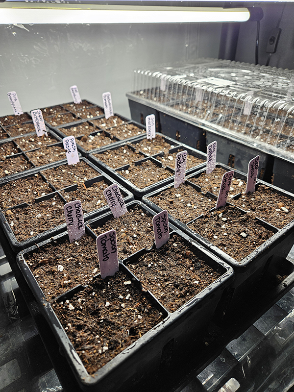 Getting seeds started indoors