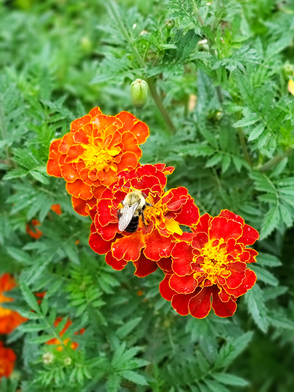 A bee on a marigold flower