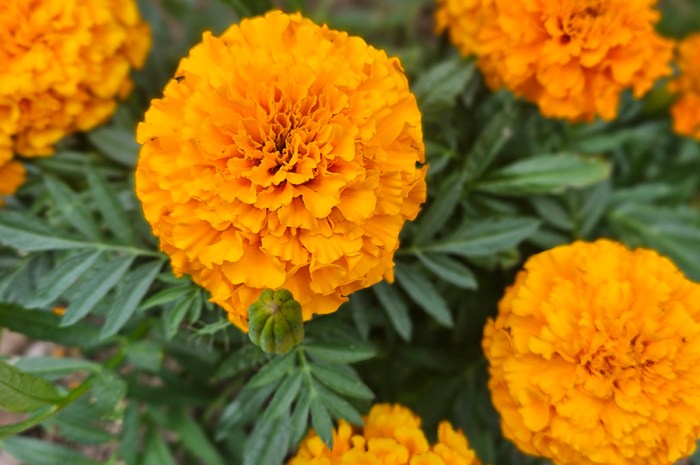 The Many Benefits Of Growing Marigolds 
