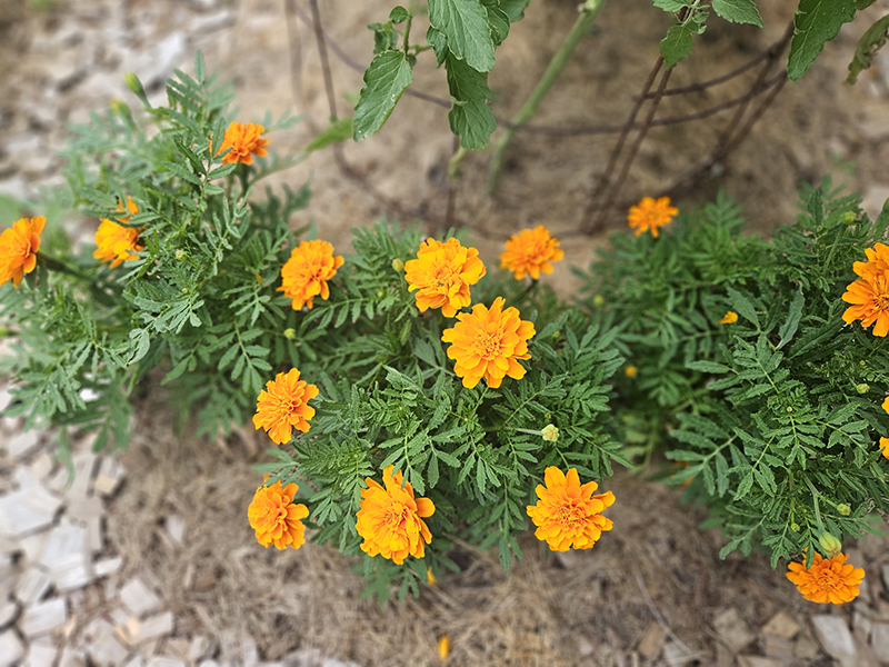 marigolds growing around tomato plants to benefit them