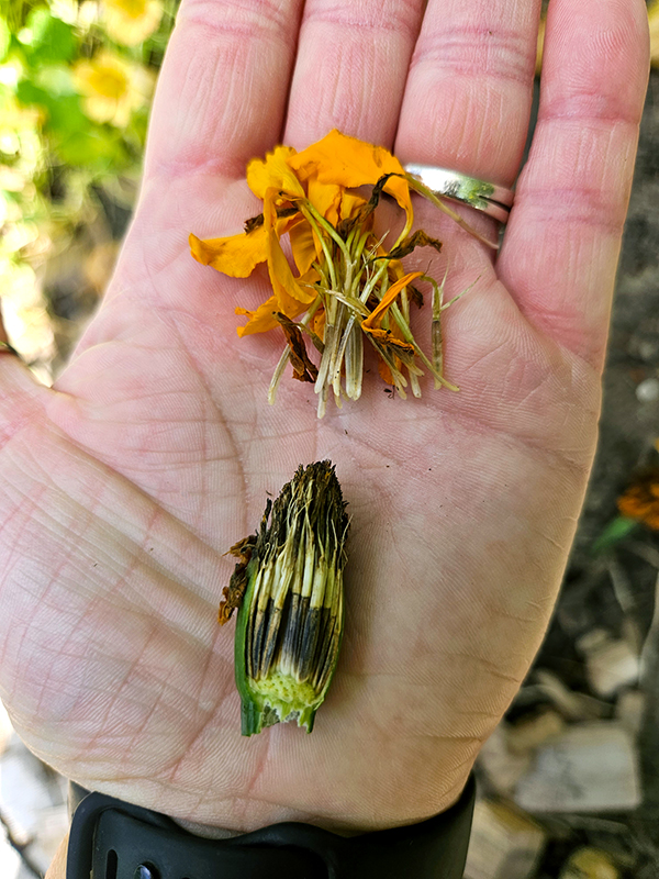 Marigold seeds in my hand - benefits of growing marigolds