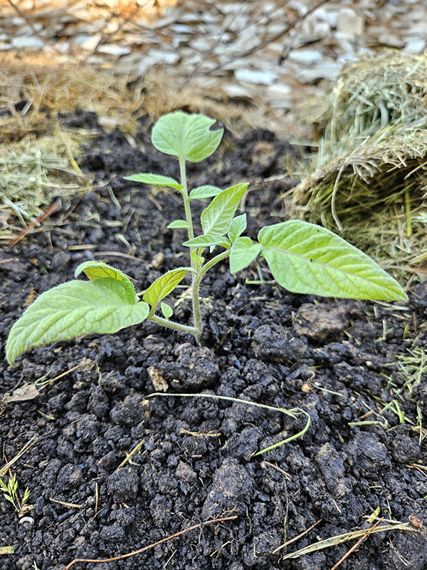 Compost around a young seedling