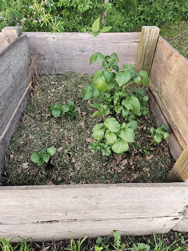 Potatoes growing in our home pile