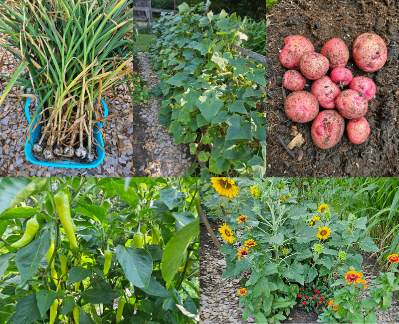 Garlic, cucumbers, new potatoes, banana peppers, and flowers growing well - a mid summer garden update