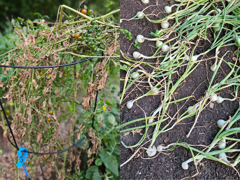Dying tomato plant and pathetic onions.