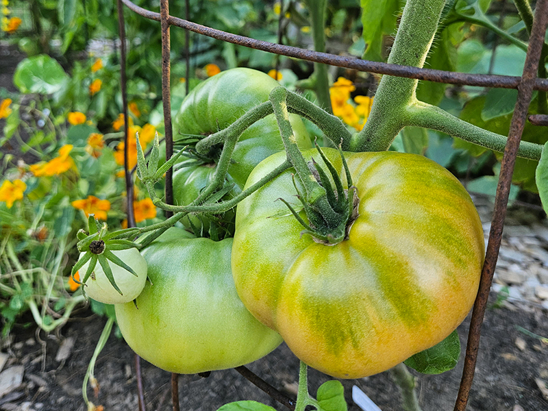 Red brandywine tomato plants growing in the mid-summer garden