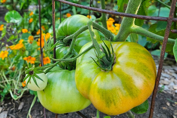 Mid-Summer Garden Update – How’s 2023 Going So Far