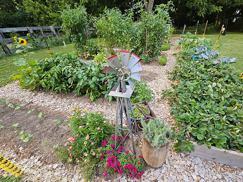 How the garden looks as of the first. of August - My mid summer garden update.