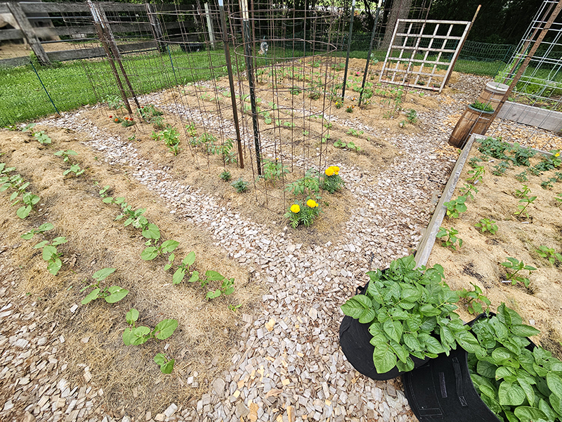 Mulched garden
