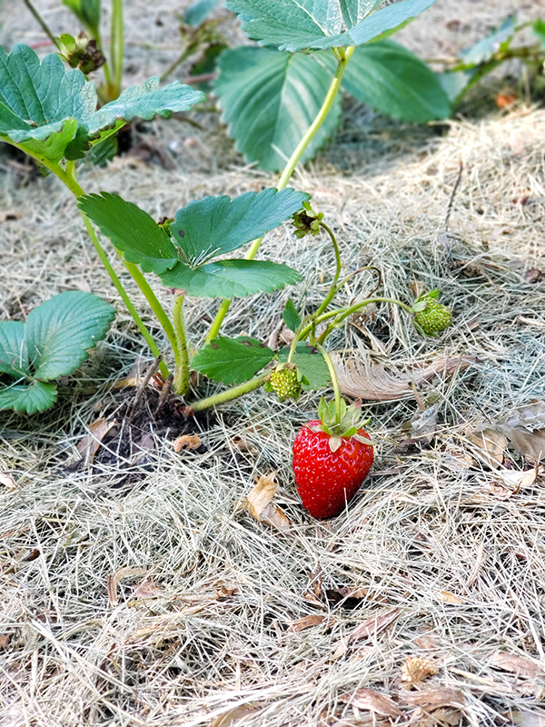 A ripe strawberry sitting on mulch of grass clippings