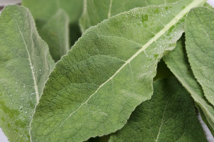 The Benefits Of Mullein – Harvesting & Dehydrating For Mullein Tea