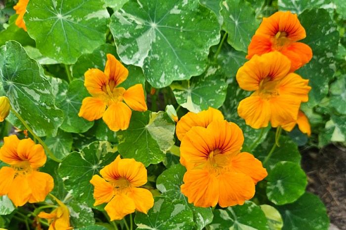 The Benefits Of Nasturtium & How To Grow Them