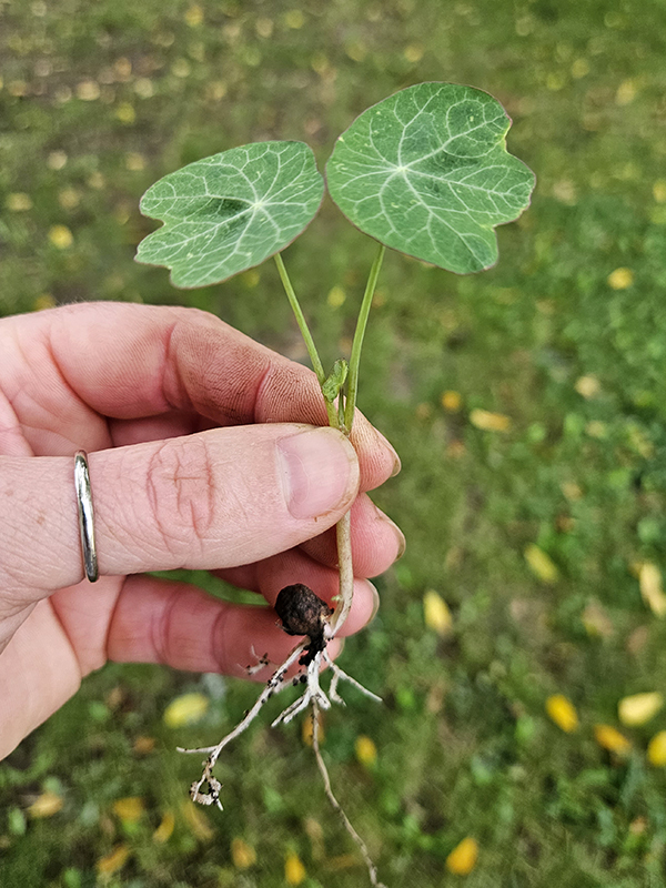 Growing from seed - the benefits of nasturtiums